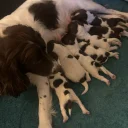 English Springer Spaniel