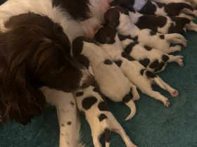 English Springer Spaniel