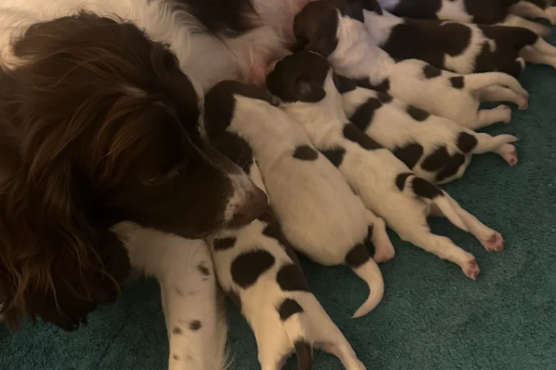 English Springer Spaniel