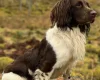 English Springer Spaniel