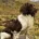 English Springer Spaniel