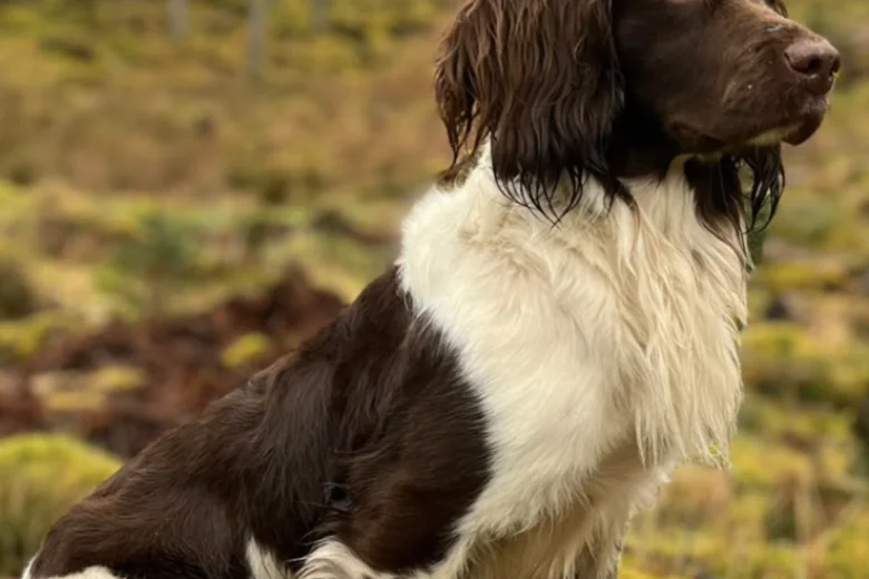 English Springer Spaniel