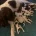 English Springer Spaniel