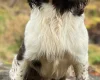 English Springer Spaniel