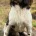 English Springer Spaniel