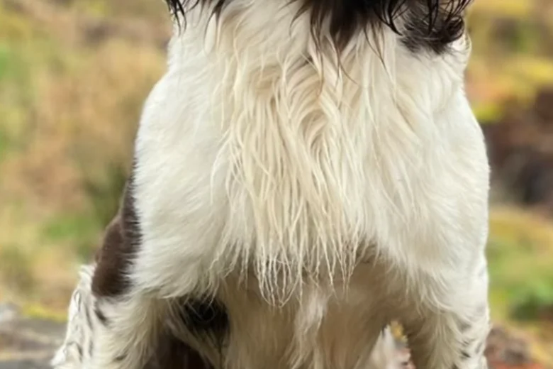 English Springer Spaniel