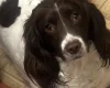 English Springer Spaniel