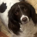 English Springer Spaniel
