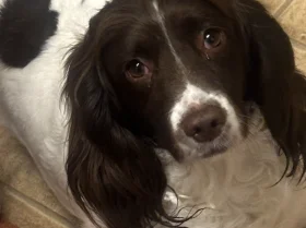 English Springer Spaniel