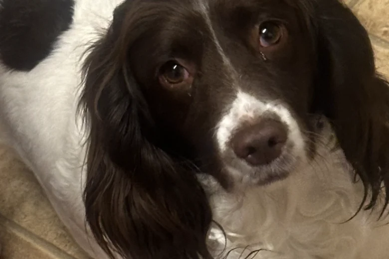 English Springer Spaniel