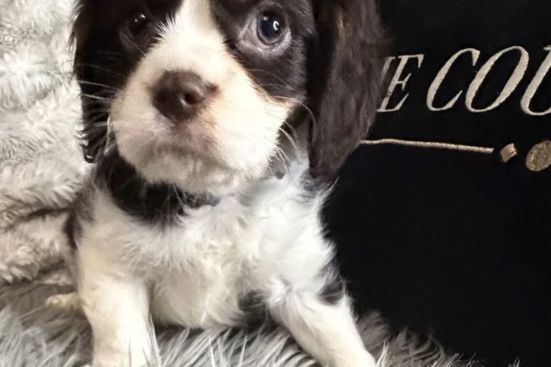 Cavalier King Charles Spaniel
