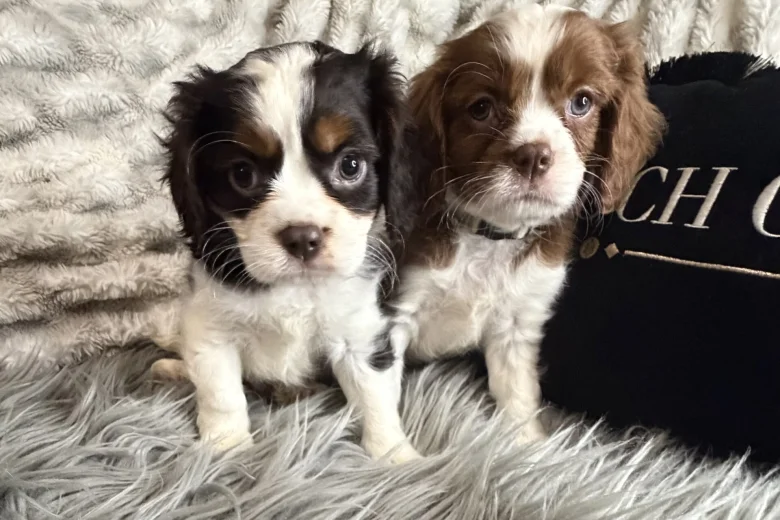 Cavalier King Charles Spaniel