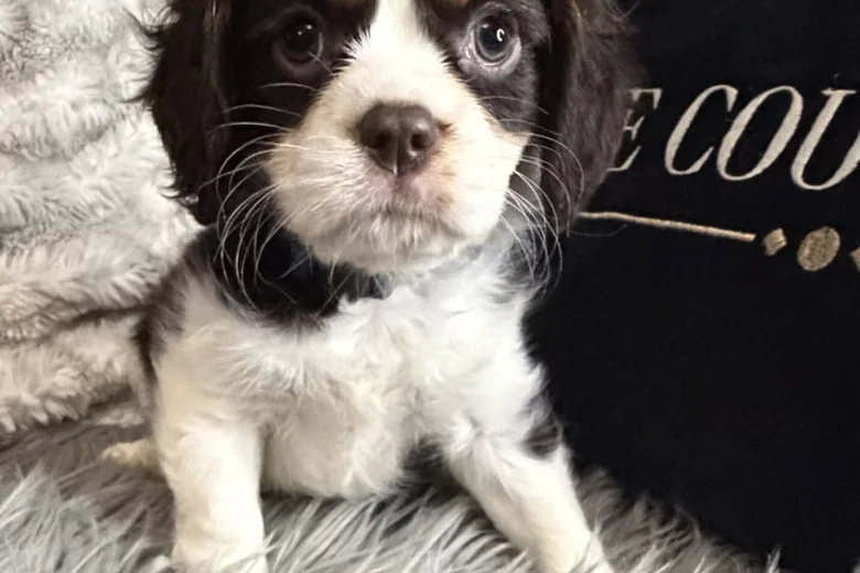 Cavalier King Charles Spaniel