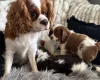 Cavalier King Charles Spaniel