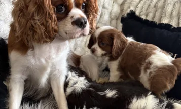 Cavalier King Charles Spaniel
