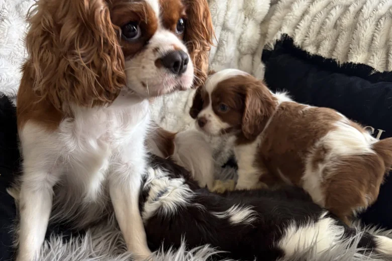 Cavalier King Charles Spaniel