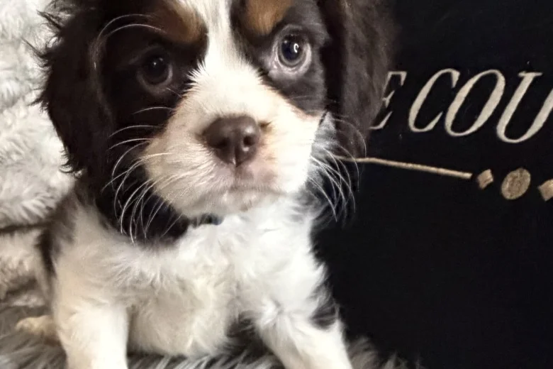 Cavalier King Charles Spaniel