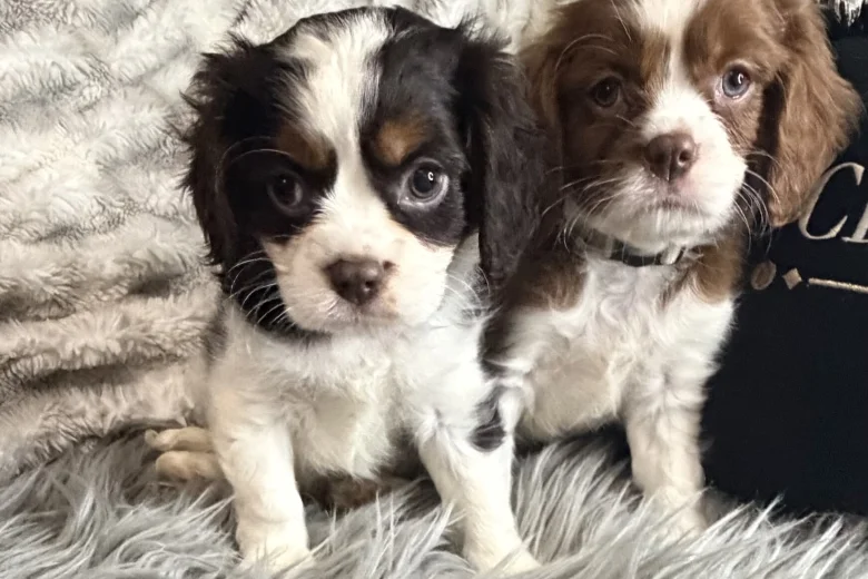 Cavalier King Charles Spaniel