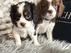 Cavalier King Charles Spaniel