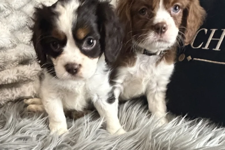 Cavalier King Charles Spaniel