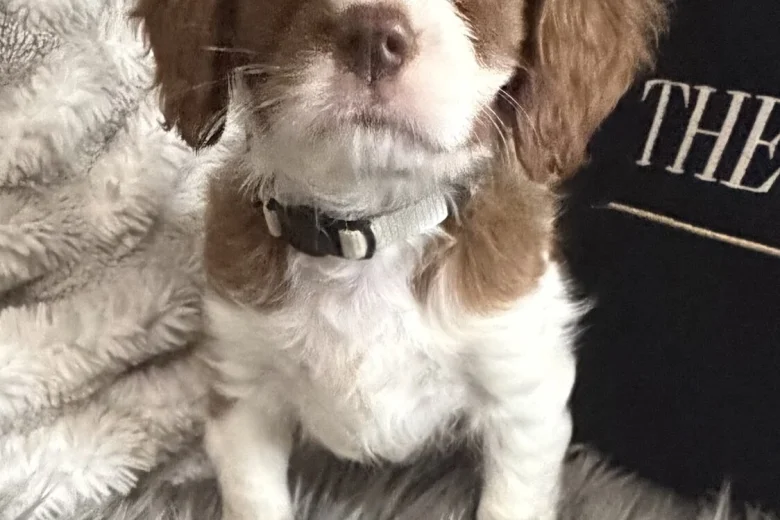 Cavalier King Charles Spaniel