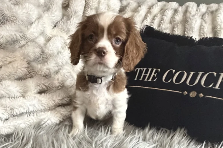 Cavalier King Charles Spaniel