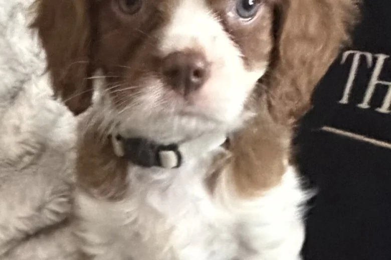 Cavalier King Charles Spaniel