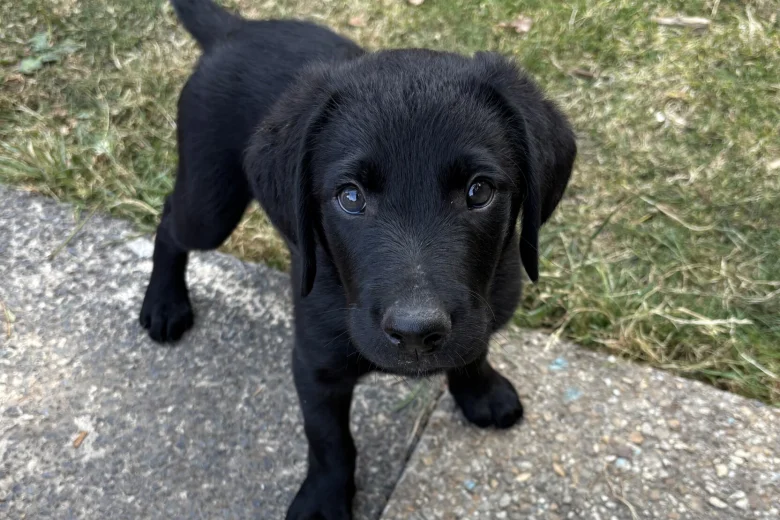 Labrador Retriever