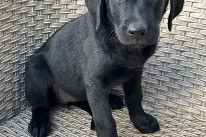 Labrador Retriever