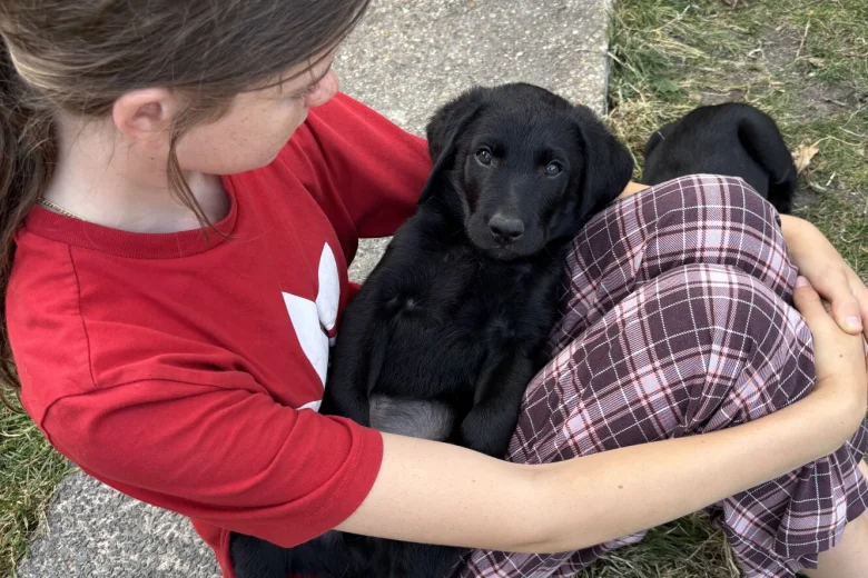 Labrador Retriever