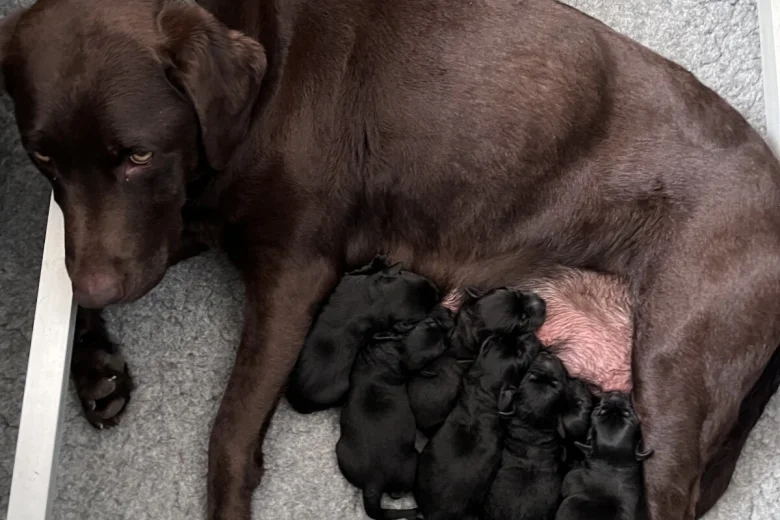 Labrador Retriever