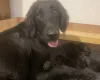 Flat Coated Retriever
