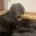 Flat Coated Retriever