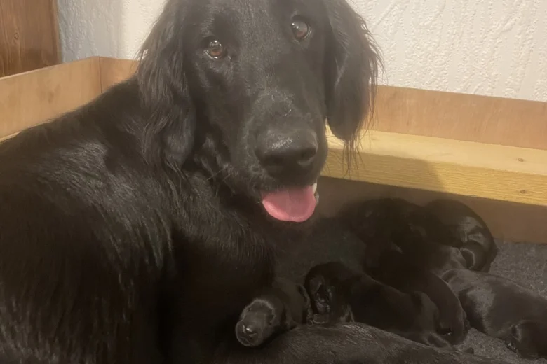 Flat Coated Retriever