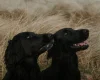 Flat Coated Retriever