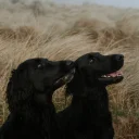 Flat Coated Retriever
