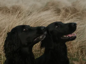 Flat Coated Retriever