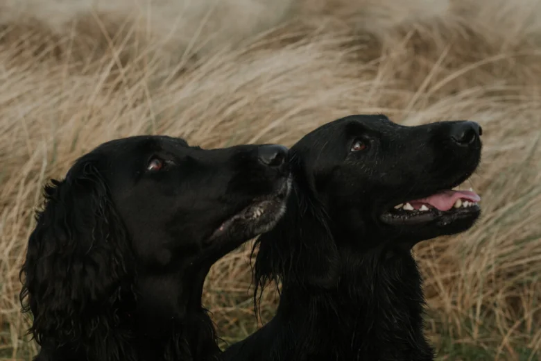 Flat Coated Retriever