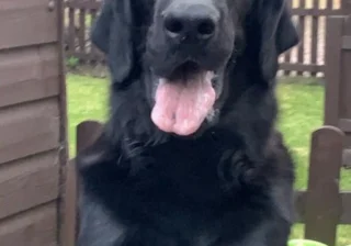 Stud