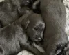 Flat Coated Retriever