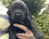 Flat Coated Retriever