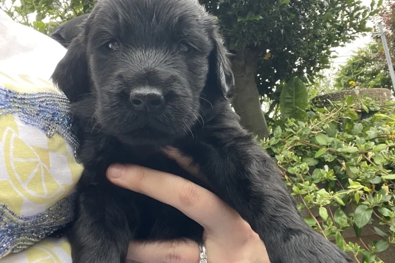 Flat Coated Retriever
