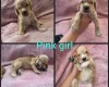 Cocker Spaniel (Working)