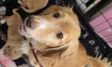 Cocker Spaniel (Working)