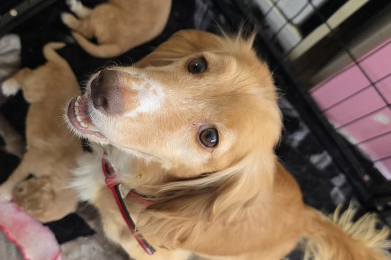 Cocker Spaniel (Working)