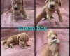 Cocker Spaniel (Working)