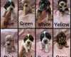 Cocker Spaniel (Working)
