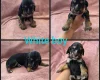 Cocker Spaniel (Working)
