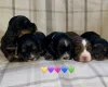 Cocker Spaniel (Show)