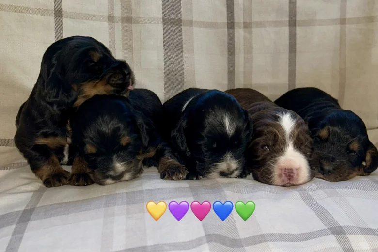Cocker Spaniel (Show)